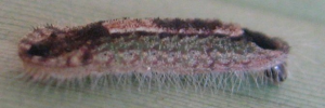 Larvae